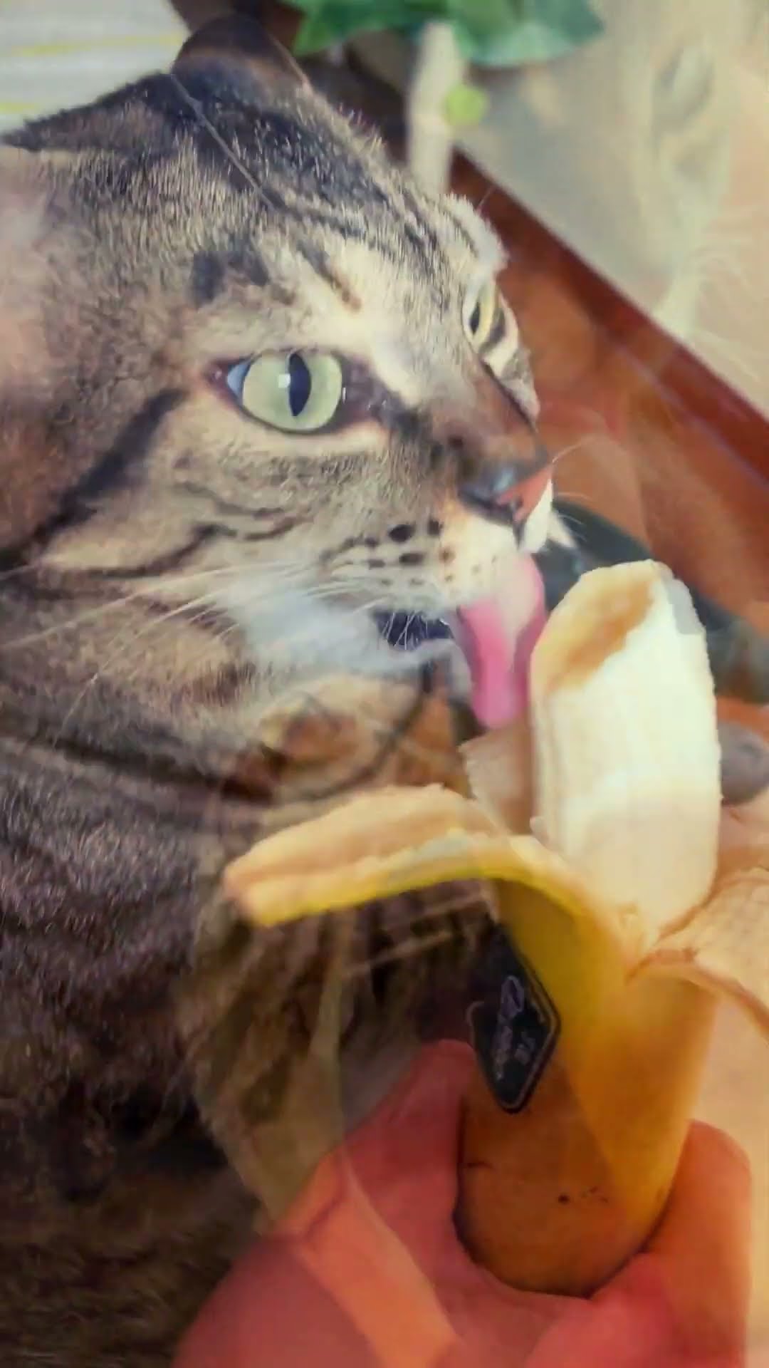  A Cat Eating Banana - Cute Cats Eating Fruit #9 - YouTube Illustration 