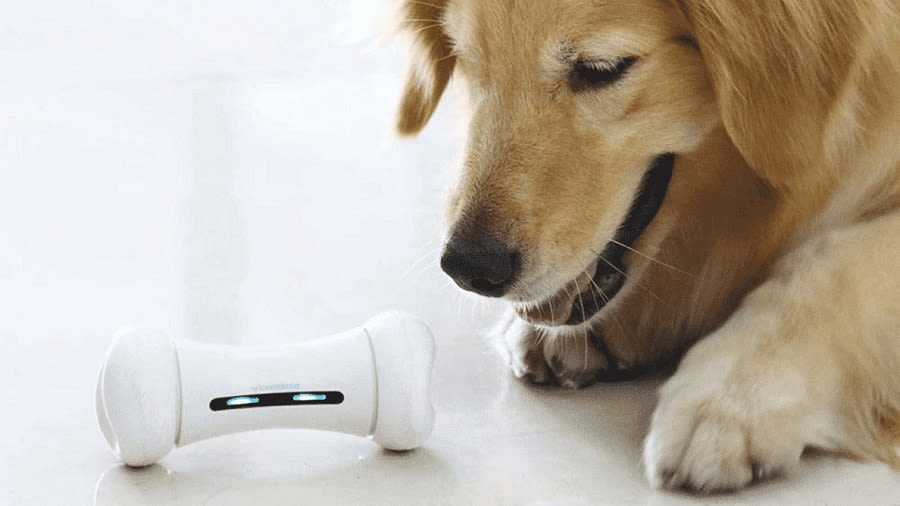  Die 7 besten Hunde Gadgets 