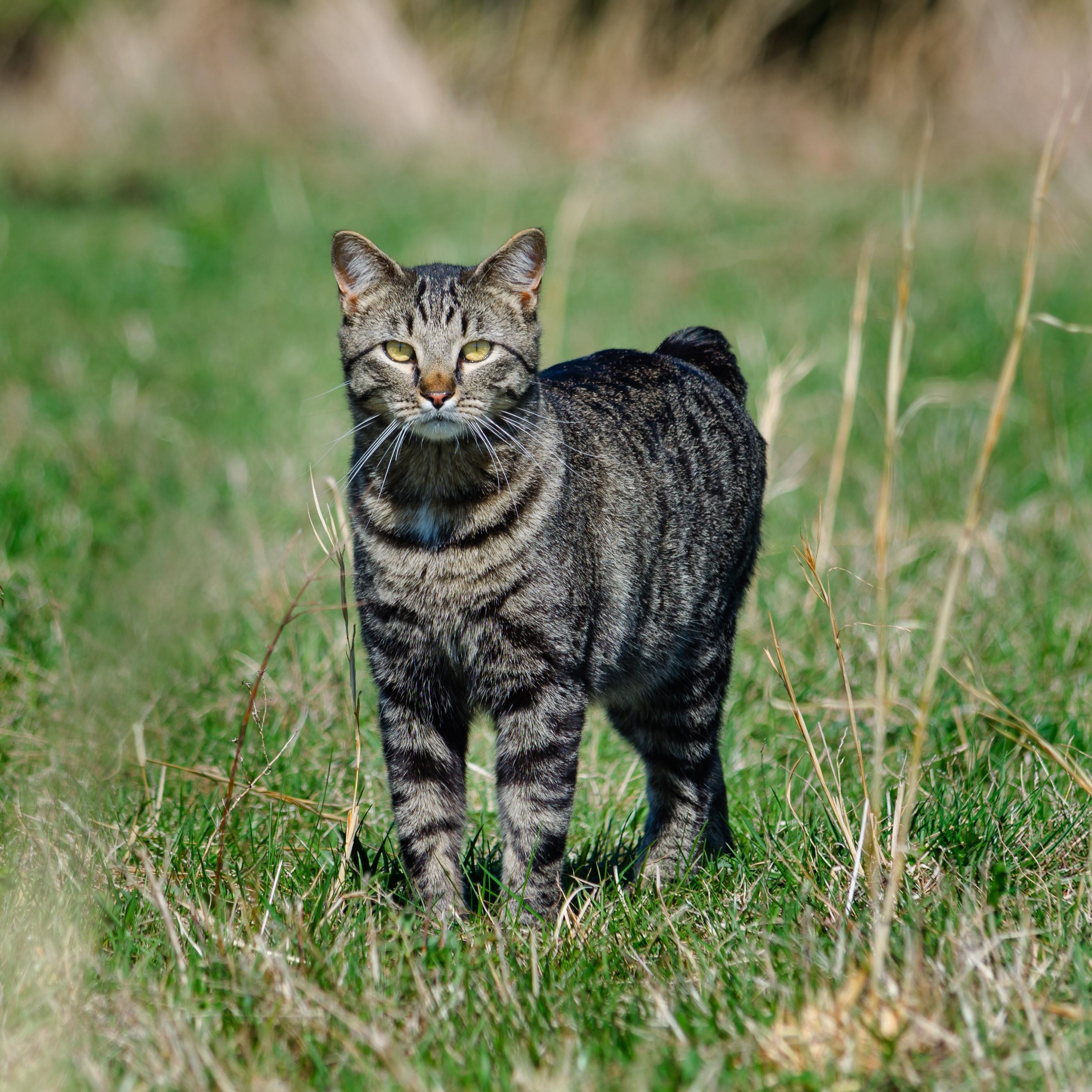  Caring for a Manx Cat Motiv 